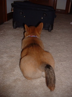 Now there's a corgi pup tail!
