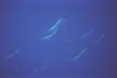 Swimming with dolphins Azores