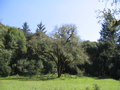[Photo of tree in clearing]