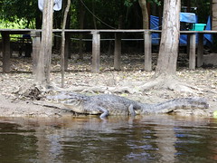 Pampas aligator
