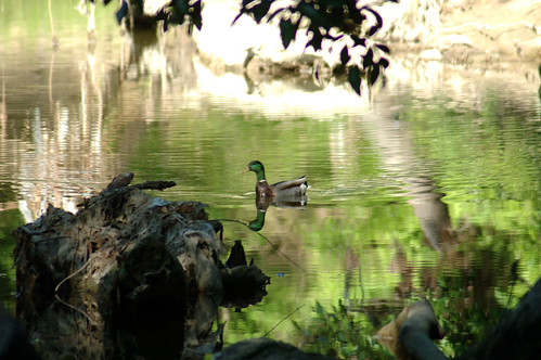 Duck - Spring Creek Preserve