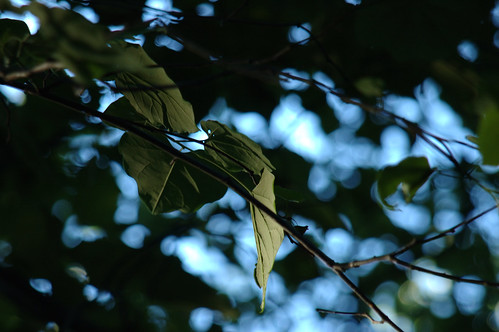 Leaves - Spring Creek Preserve