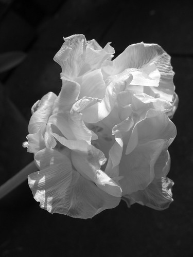 Black & White Tulip Side Profile, originally uploaded by Natman.