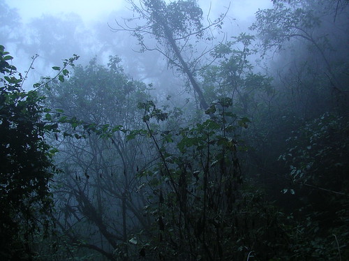 A foggy evening in a cloud forest,  by the Aguas Amargas (bitter waters) hot spring near Xela