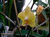 Phalaenopsis "Brother Golden Ember's orchid"