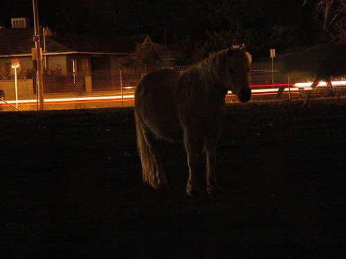 Horses in the dark