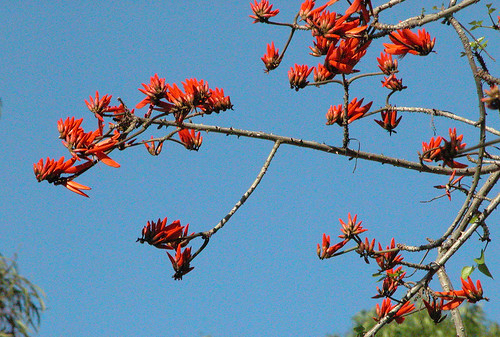 A reef of coral tree blossoms