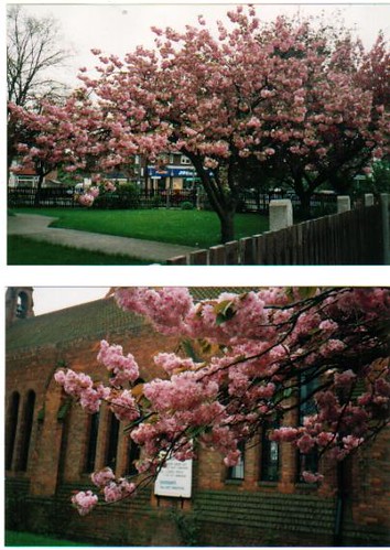 Flowering Cherry Trees in Anlaby Road