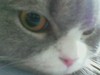 SONY, Scottish Shorthair, owned by my friends Airy and Mr. Fox.