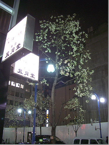 Tokyo Ginza Night Flower Viewing 06 photo by OptioS