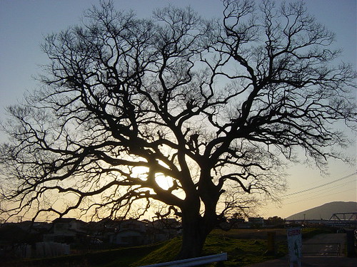 shirakawa tree