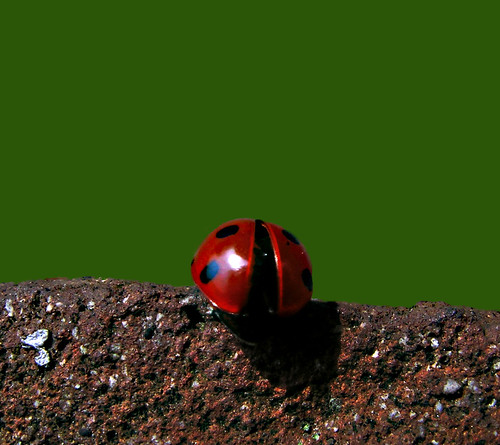 Ladybug III