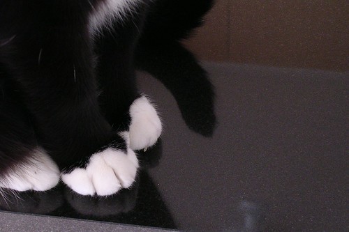 Galumphing Cat Feet