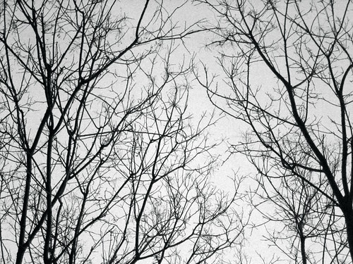 grey branches