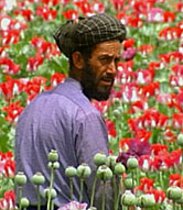 Afghani Poppy Farmer