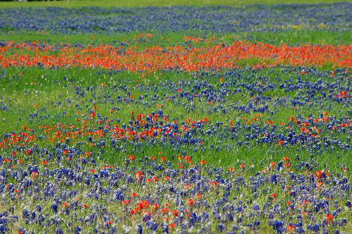 Fields of Red and Blue